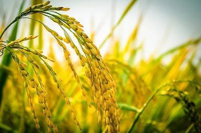 稻谷種植戶請(qǐng)注意 2019年病蟲害偏重發(fā)生風(fēng)險(xiǎn)預(yù)警