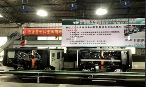 科技引領，協同創新 香菇工廠化生產開啟共同富裕新篇章